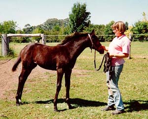Kariba, our first filly